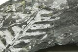 Fossil Seed Fern (Alethopteris) Plate - Pennsylvania #377488-1